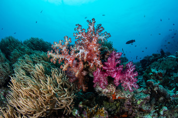 Fototapeta na wymiar Soft Corals Growing in South Pacific