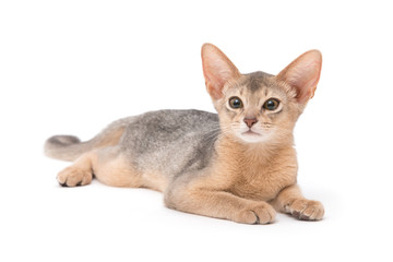cat on white background