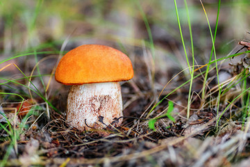 Mushroom leccinum aurantiacum