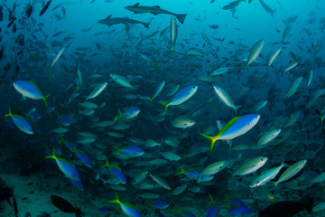 Fototapeta na wymiar Fish Schooling in Tropical Pacific