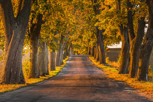 Beautiful romantic autumn alley colorful trees and sunlight
