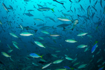 Fototapeta na wymiar Schooling Fish in Pacific Ocean