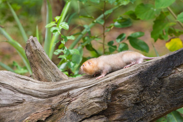 Lesser Bamboo Rat in nature