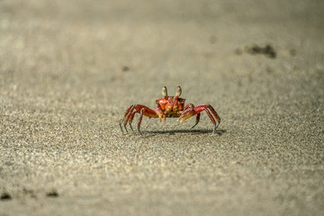 Crab