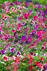 Obraz premium Flowers in the flowerbed closeup