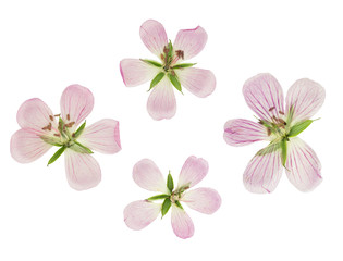 Pressed and dried flowers siberian geranium
