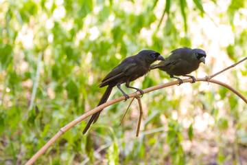 Racket-tailed Treepie.(Crypsirina temia)