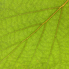 The texture of the wood leaf 
