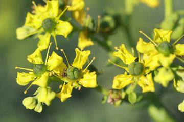 Ruta graveolens is a perennial herb