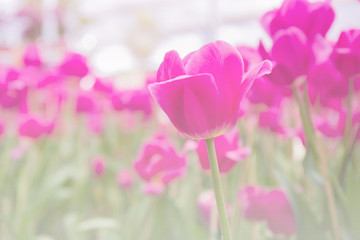 Pink tulips in field.