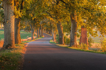 Fototapeta na wymiar Beautiful romantic autumn alley colorful trees and sunlight 