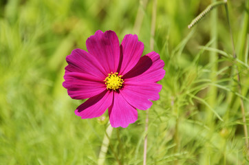 Obraz premium 色鮮やかなコスモス 