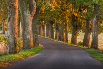 Beautiful romantic autumn alley colorful trees and sunlight
