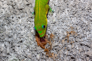 Gecko
Gecko de l'île de la Réunion