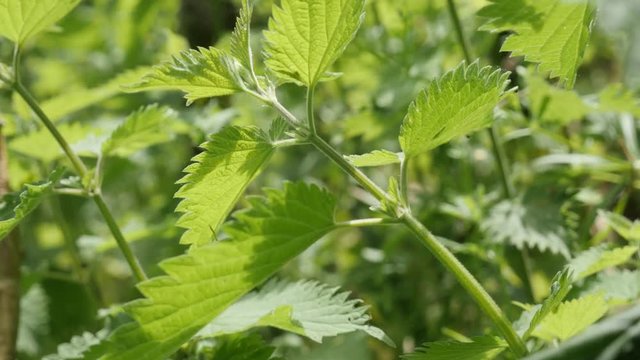 Wild common nettle plant leaves natural background slow tilt 4K 2160p 30fps UltraHD footage - Urtica dioica stinging nettle healthy plant in nature 4K 3840X2160 UHD tilting video 