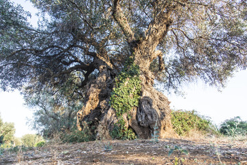 Alberi di ulivo in Salento, Puglia, Italia
