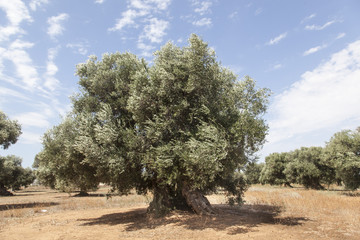 Alberi di ulivo in Salento, Puglia, Italia