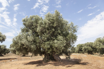 Fototapeta premium Alberi di ulivo in Salento, Puglia, Italia