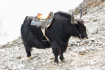 Black yak on the rocks in autumn