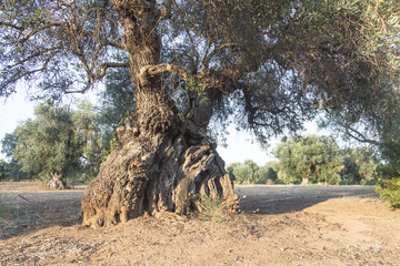 Alberi di ulivo in Salento, Puglia, Italia