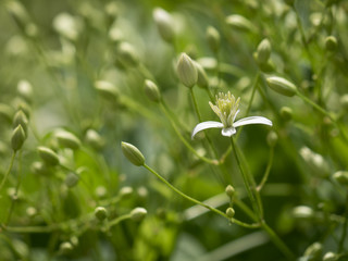 Tiny Clematis Blossom Opening