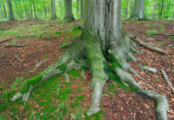 Wurzeln einer alten großen Buche