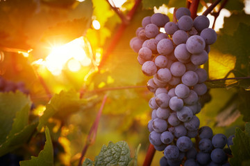 Vineyards at sunset in autumn harvest, toned