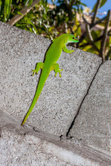 Gecko
Gecko de l'&icirc;le de la R&eacute;union