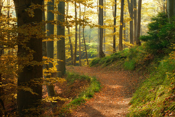 Footpath through Autumn Forest illuminated by Sunbeams, Leaves Changing Colour