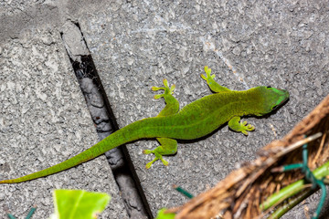Gecko
Gecko de l'île de la Réunion