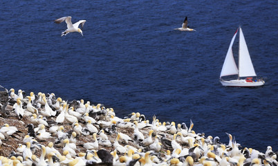 Colony of Northern Gannets and yacht sailing near Bonaventure Island in Quebec, Canada