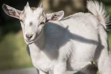 Closeup of a young goat