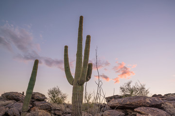 View of Phoenix with  Saguaro cactus
