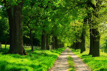 Avenue of Old Oak Trees Through Spring Landscape, Tree-Lined Dirt Road