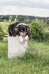 Hund leigt auf einer Bank 