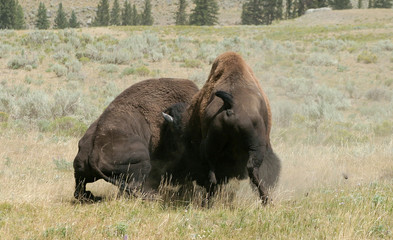 Bison Fight