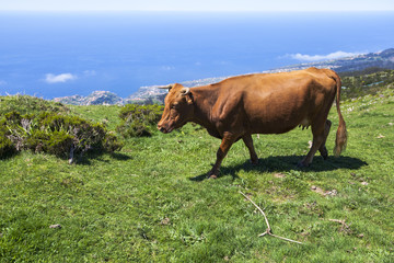 Fototapeta premium Cow in the mountains of the island of Madeira