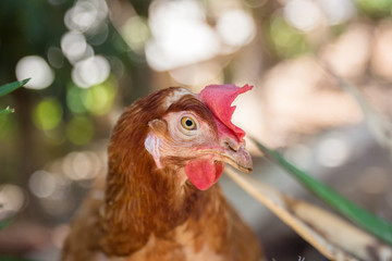 Chicken in farm garden