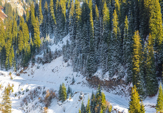 Fototapeta Coniferous forest