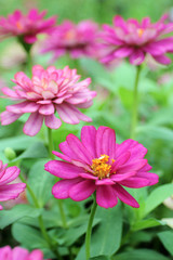Closeup Pink Flowers