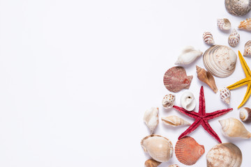 Seashells and starfish on a white background. Copy space for you