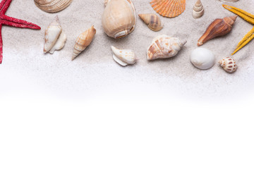 Seashells and starfish on a white background. Copy space for you