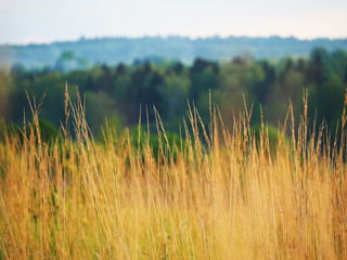 autumn bush grass on the field