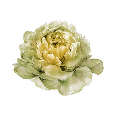 Watercolor hand drawn illustration of white peony