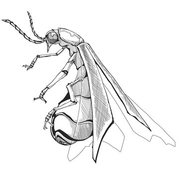 Firefly clip art preview