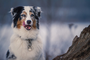 Hmm, das war lecker- Australian Shepherd schleckt sich die Schnauze nach dem Genuss eines Leckerchen