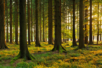 Obraz premium Spruce Tree Forest in the Warm Light of the Setting Sun