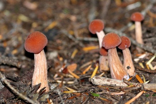 Laccaria sp. Mushrooms