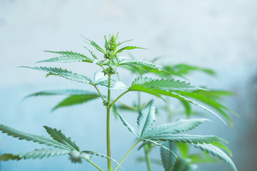 cannabis male plant flowering