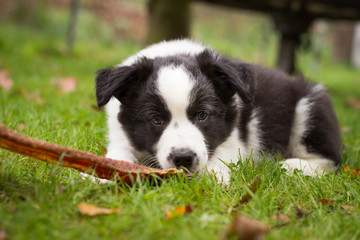Border Collie Welpe liegt mit einer Kaustange im Gras